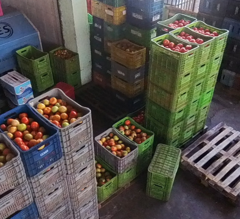 Tomates HortVerde